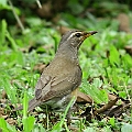 The first confirmed record in Australia マミチャジナイ<br />EOS7D + EF300 F2.8L III + EF1.4xII